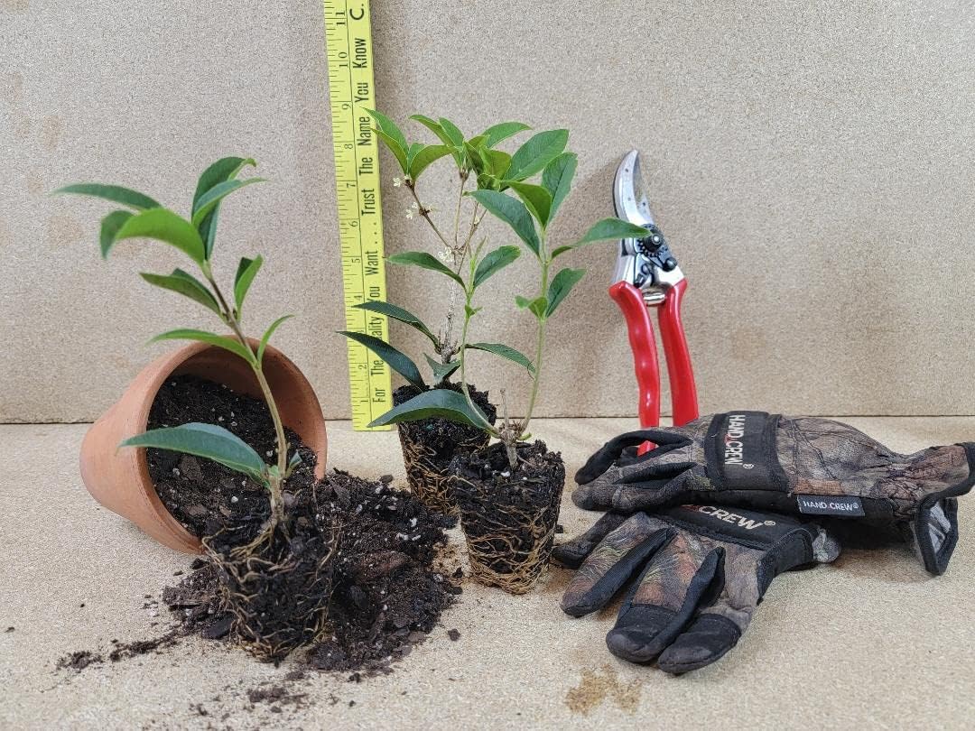 Fragrant Tea Olive Starter Plant N183