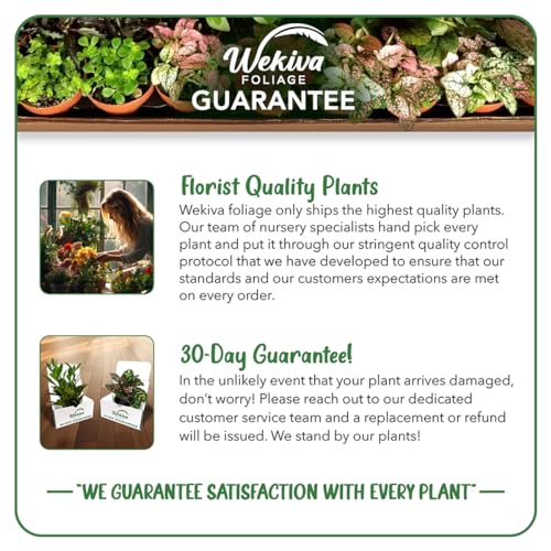 Rose Bush Live Starter Plant in 2 Inch Pot C787