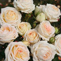 Parfuma Grandiflora Live Rose Plant M650