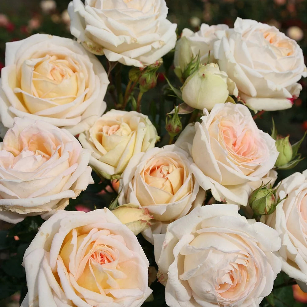 Parfuma Grandiflora Live Rose Plant M650
