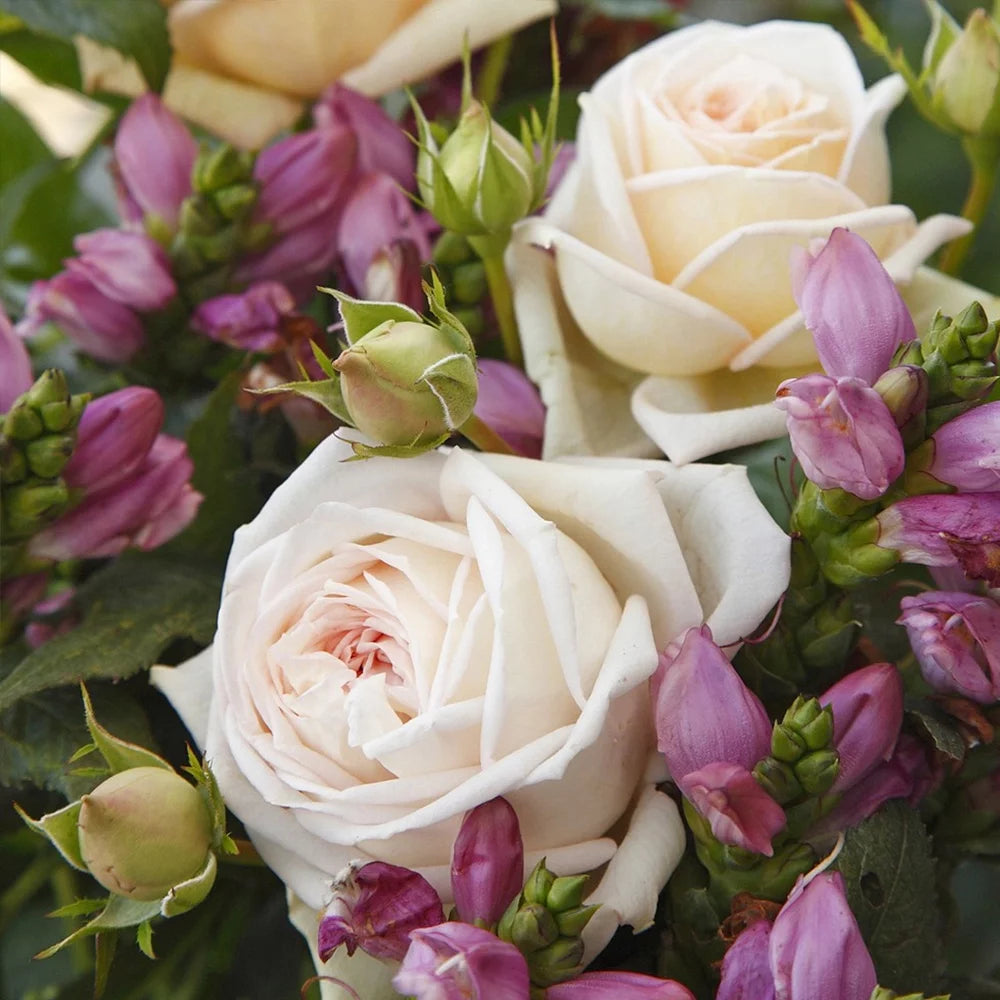 Parfuma Grandiflora Live Rose Plant M650