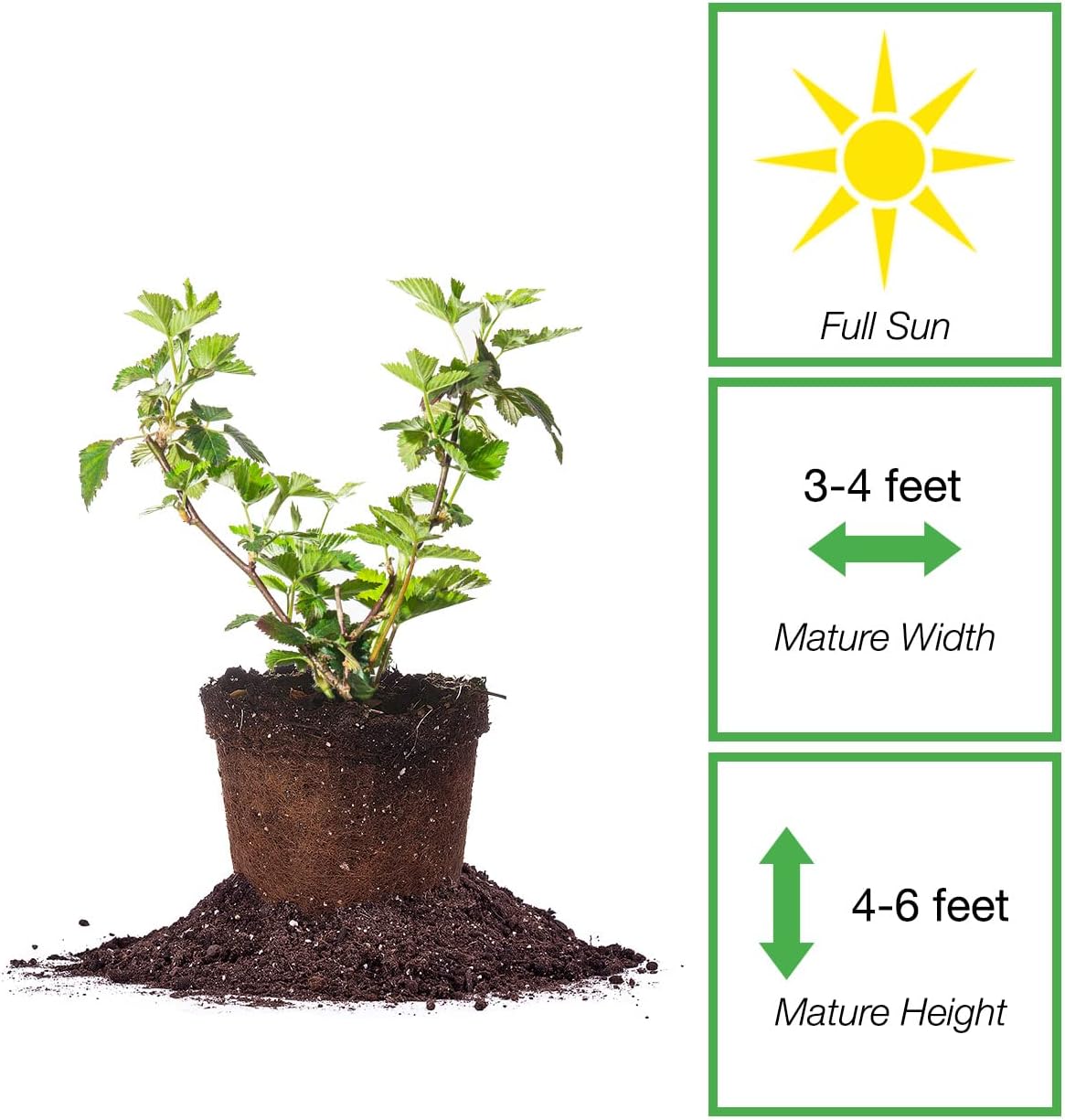 Black Satin BlackBerry Bush 1 Gallon Live Fruit Tree D898672