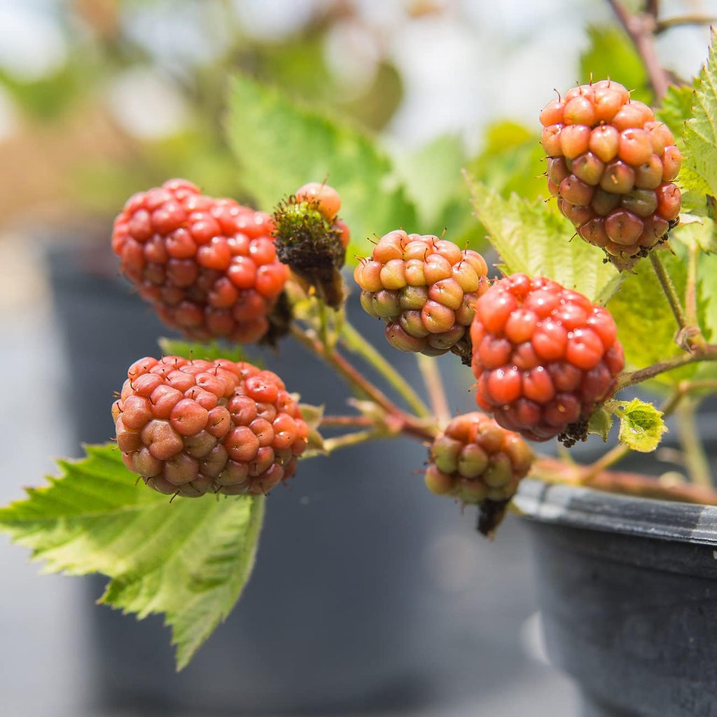 Black Satin BlackBerry Bush 1 Gallon Live Fruit Tree D898672
