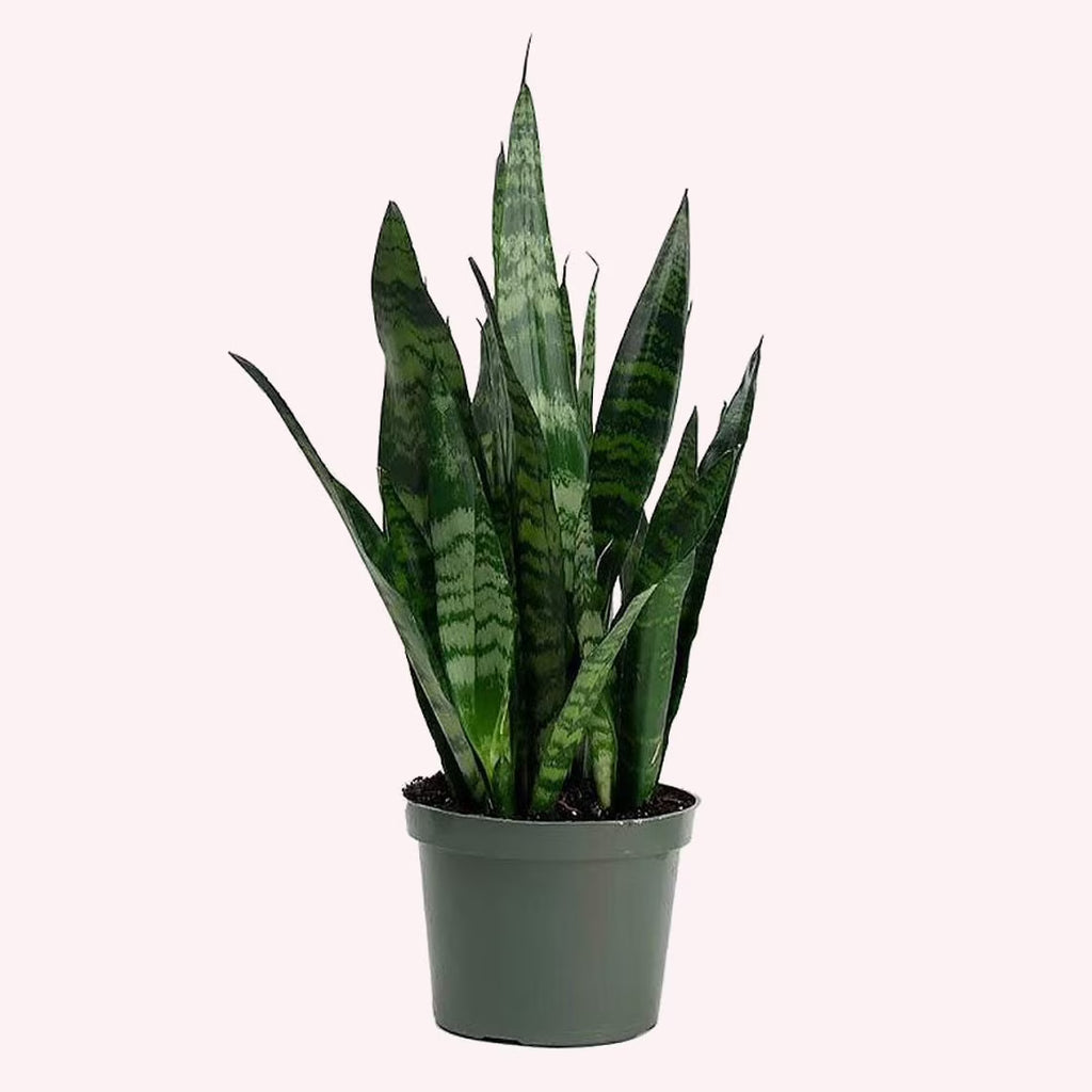 6-Inch Pot Snake Plant R307