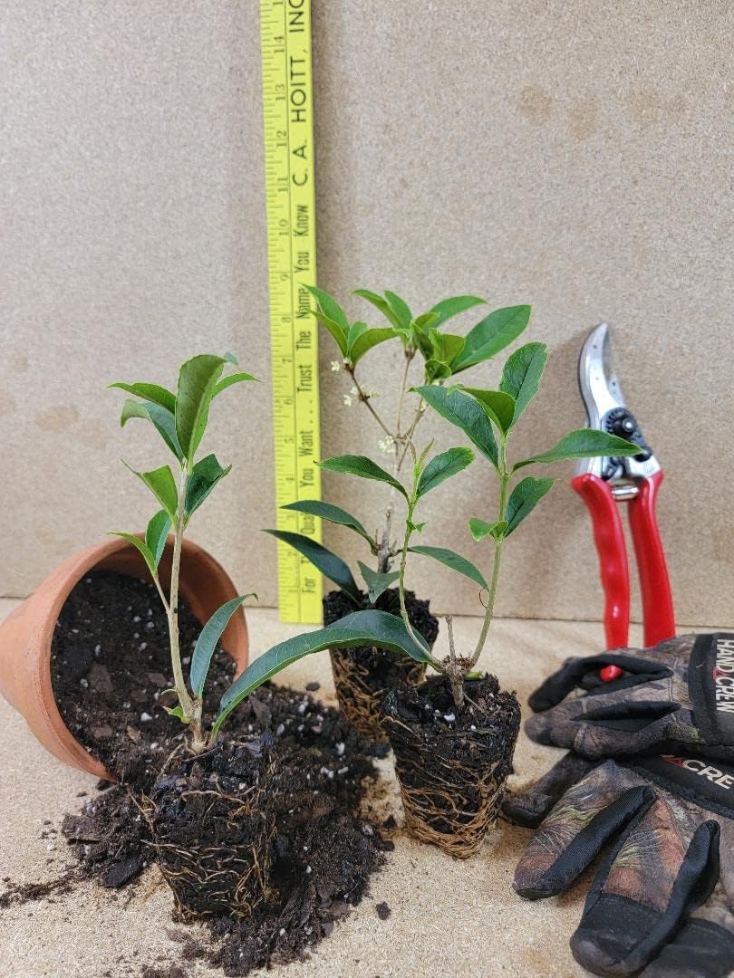 Fragrant Tea Olive Starter Plant N183