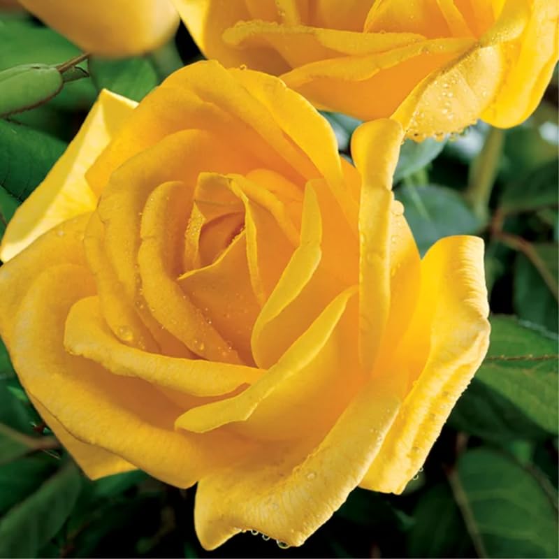 Yellow Climbing Rose Bush Plant Live, Starter Size, 4 to 10 Inc Tall P2779