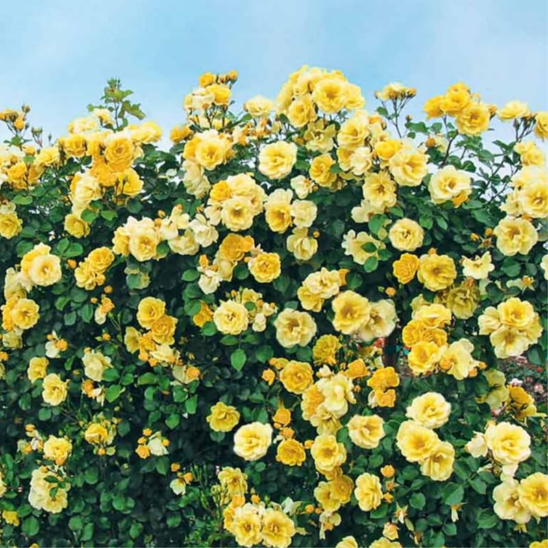 Yellow Climbing Rose Bush Plant Live, Starter Size, 4 to 10 Inc Tall P2779