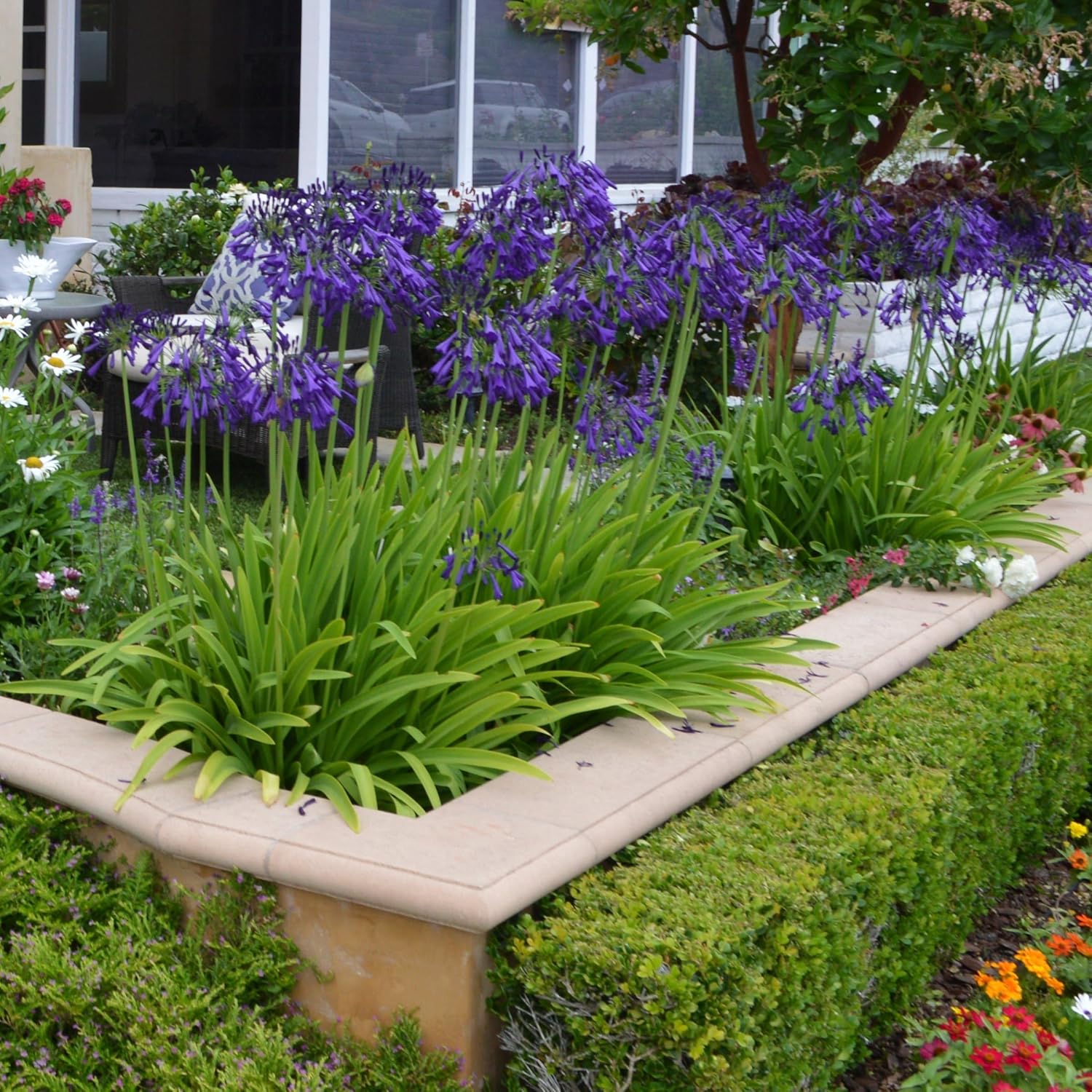 1 gal. Agapanthus Plant with Purple Flowers L98660