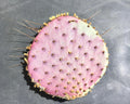 Purple Prickly Pear Cactus 1 Pad Live Plant P5901
