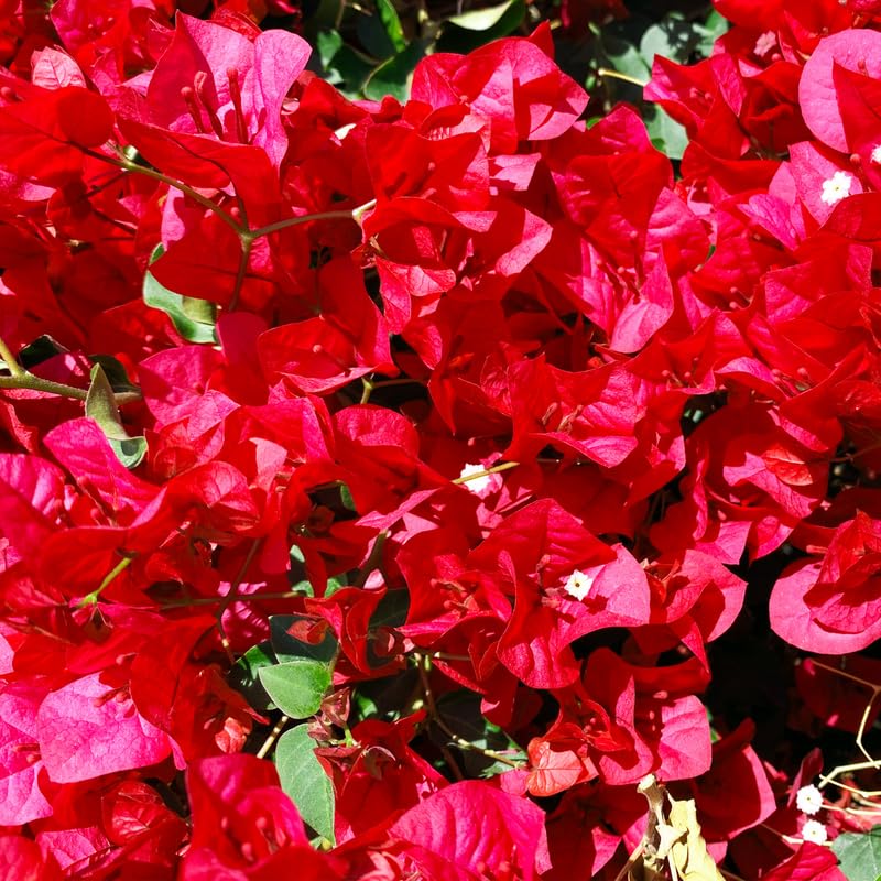 Pink Bougainvillea Starter Plants B522699