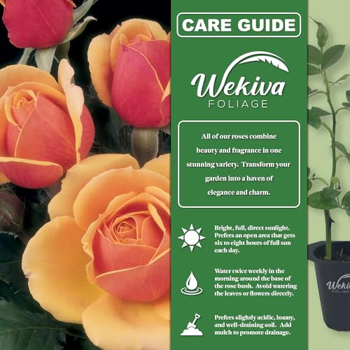 Rose Bush Live Starter Plant in 2 Inch Pot C787