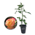 Rose Bush Live Starter Plant in 2 Inch Pot C787