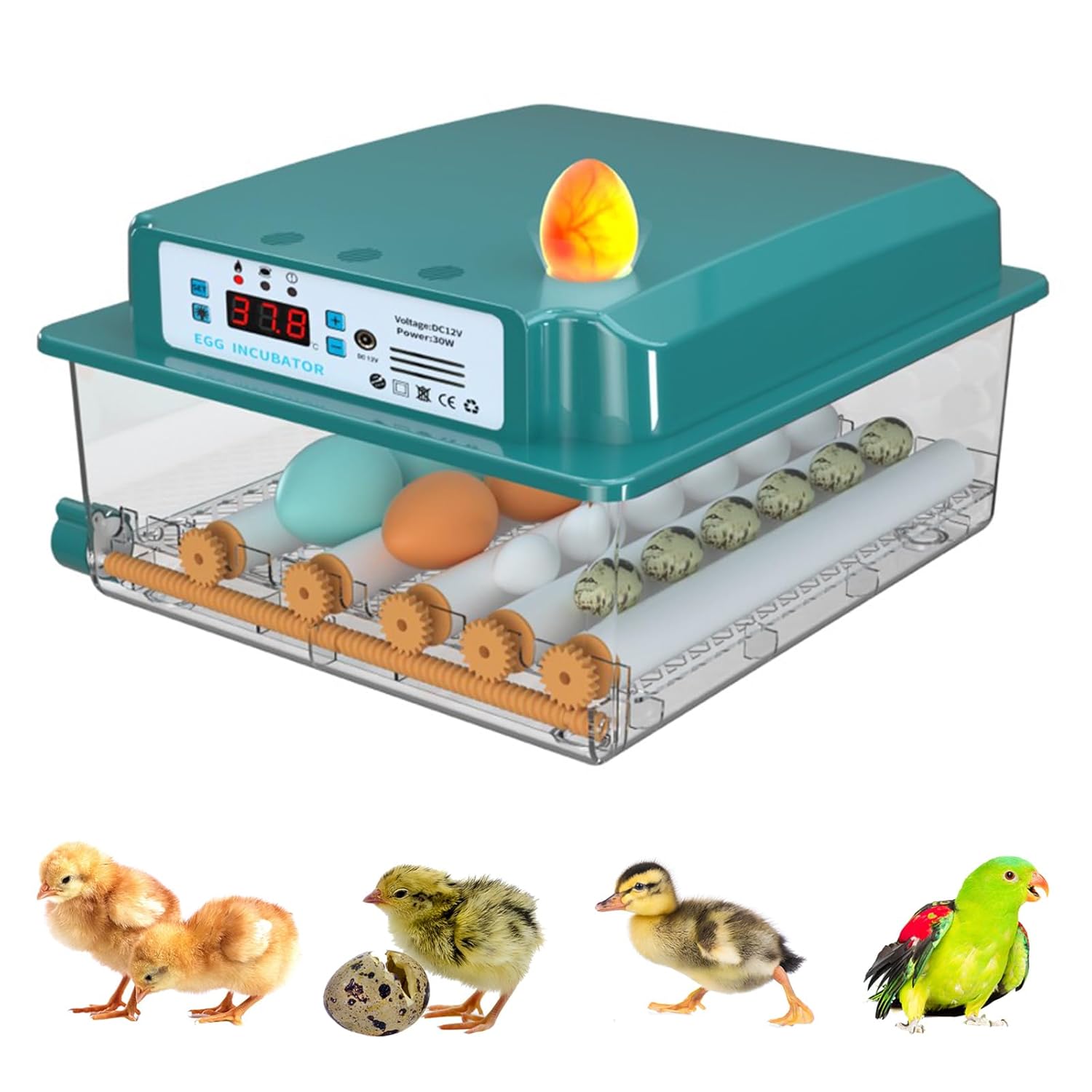 16 Eggs Incubator with Automatic Egg Turning, Temperature Humidity Control, LED Candler, Adjustable Egg Tray Y143
