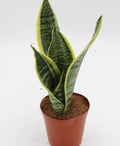Snake Plant in 4 Inch Pot D7559