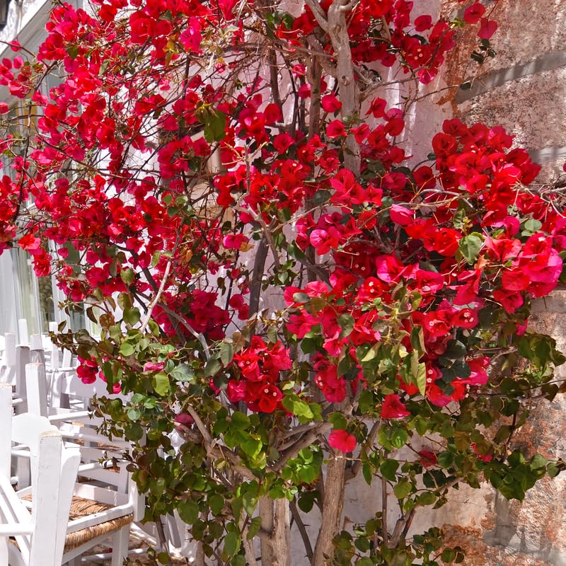 Pink Bougainvillea Starter Plants B522699