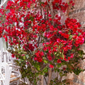Pink Bougainvillea Starter Plants B522699
