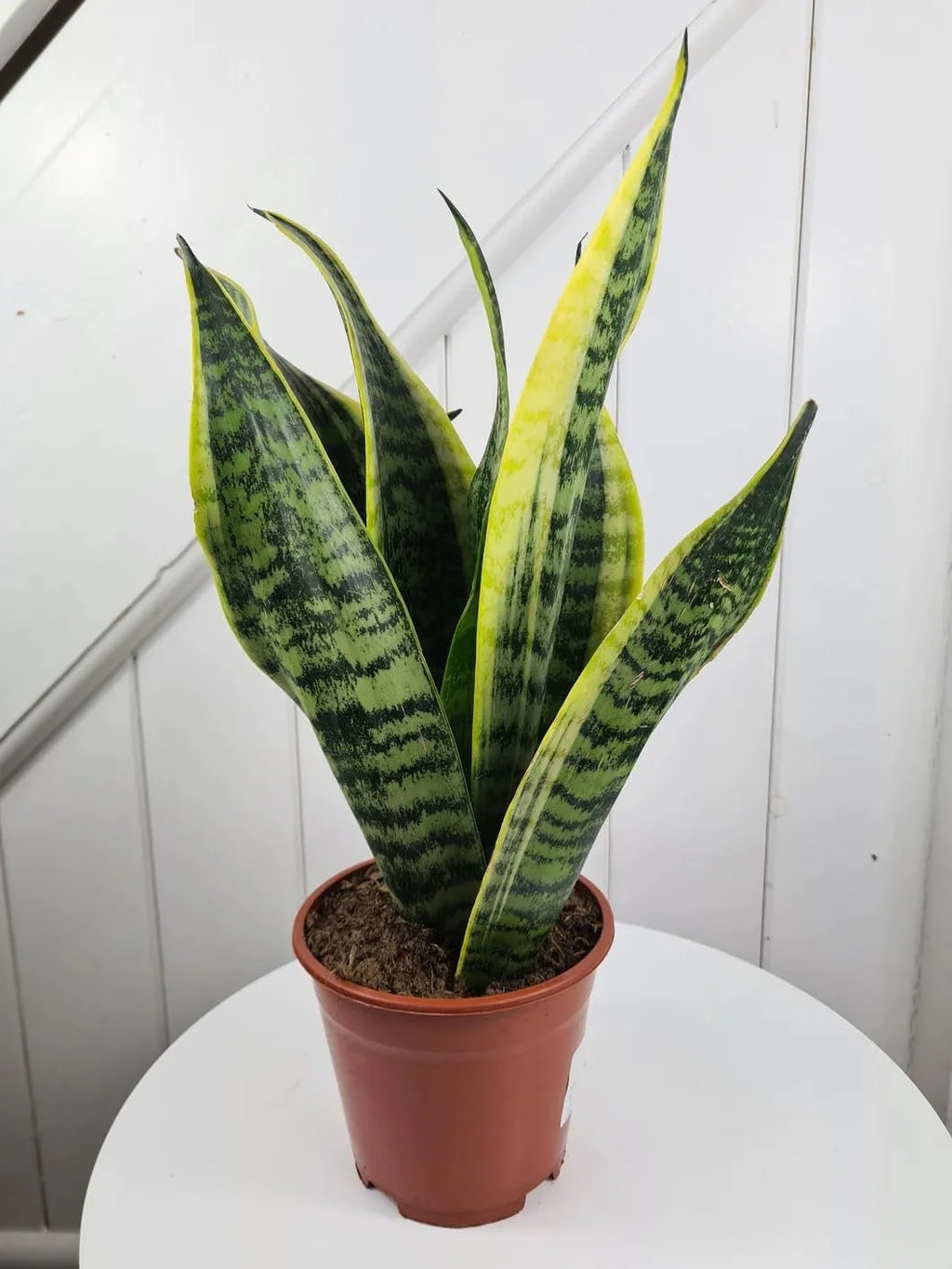 Snake Plant in 4 Inch Pot D7559