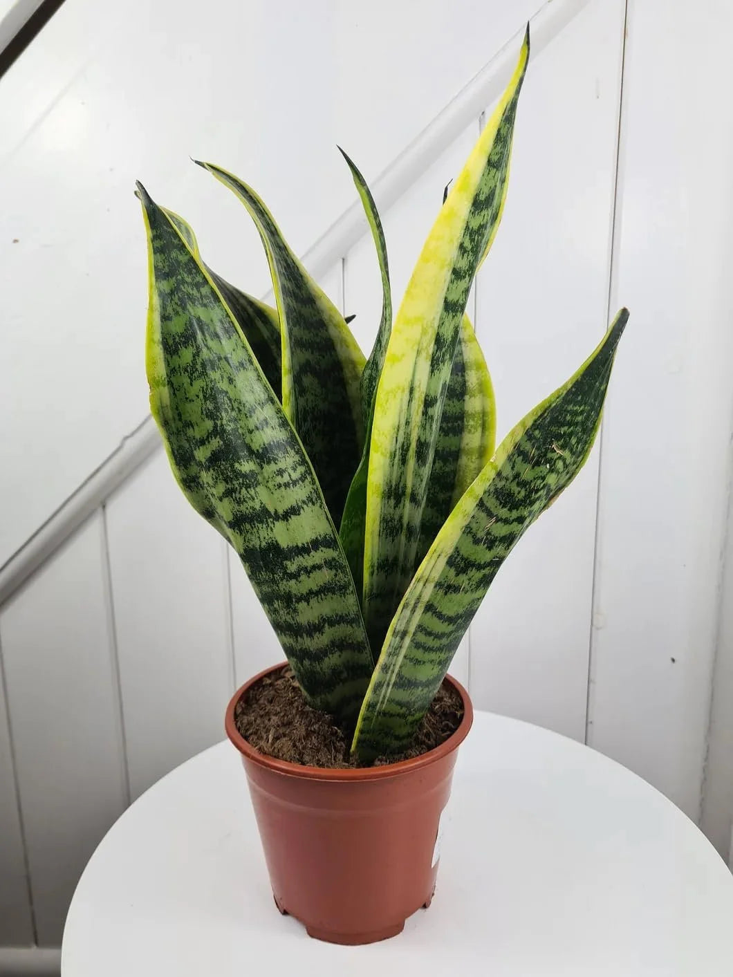 Snake Plant in 4 Inch Pot D7559