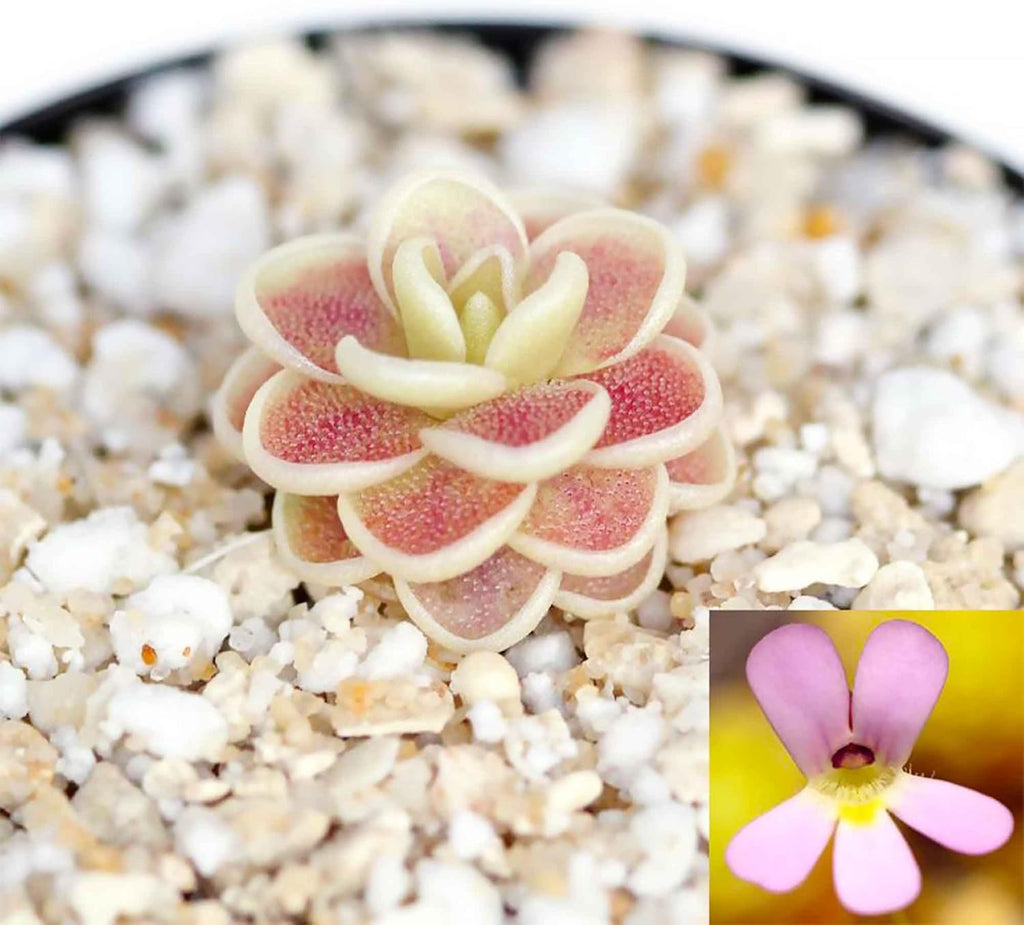 25 Pcs Mexican Butterwort Carnivorous Plant Seeds G58218