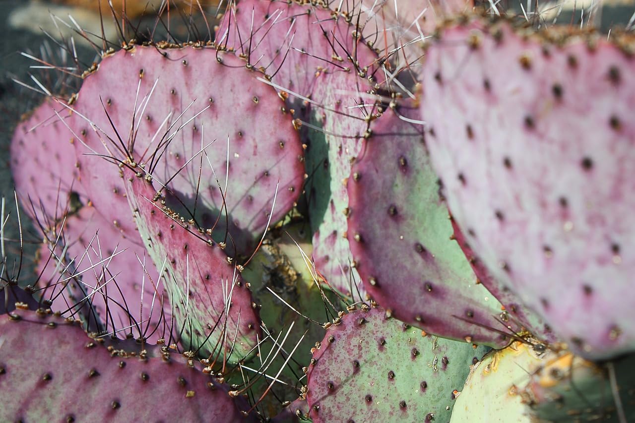 Purple Prickly Pear Cactus 1 Pad Live Plant P5901