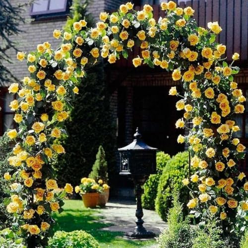 Yellow Climbing Rose Bush Plant Live, Starter Size, 4 to 10 Inc Tall P2779