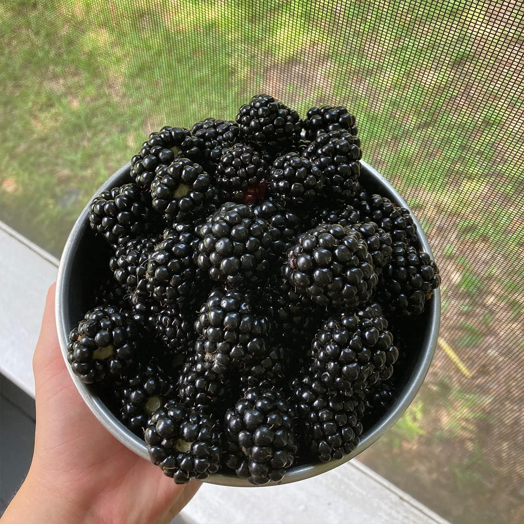 Black Satin BlackBerry Bush 1 Gallon Live Fruit Tree D898672