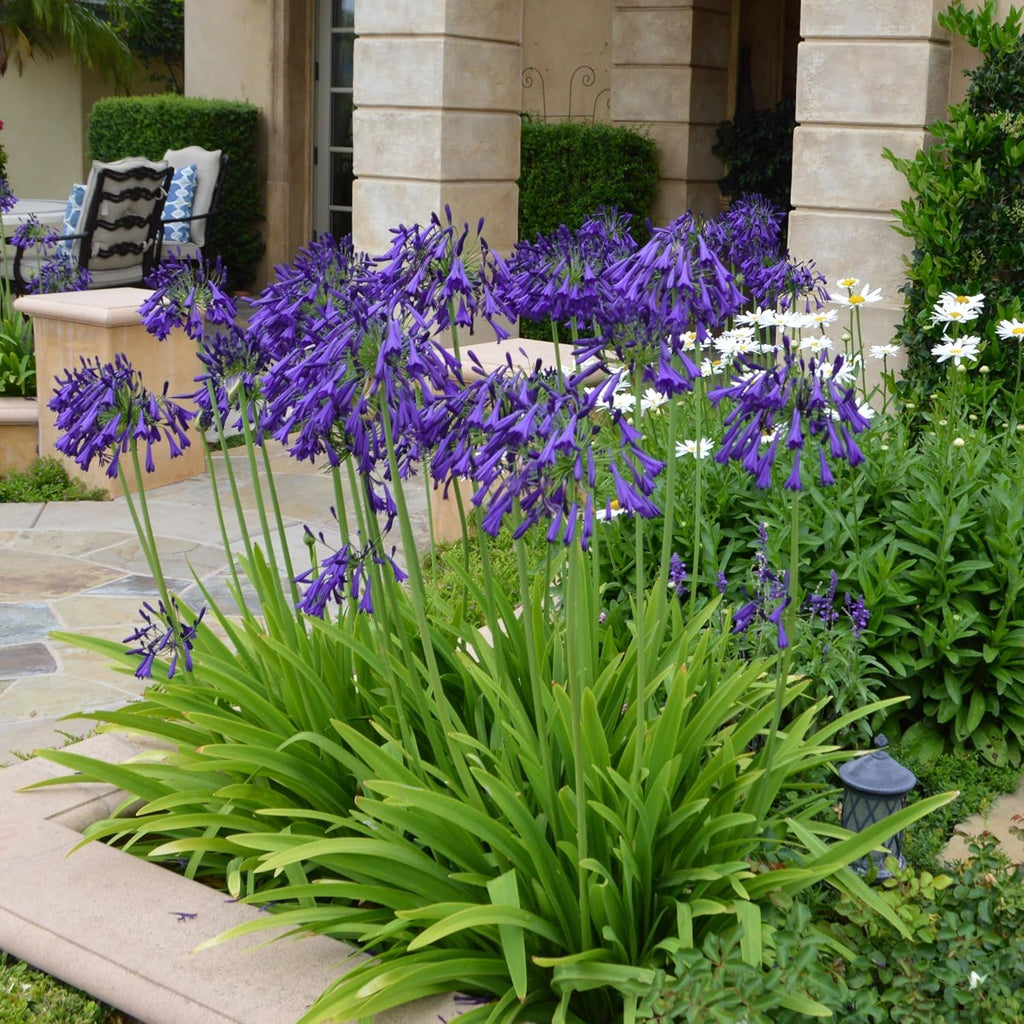 1 gal. Agapanthus Plant with Purple Flowers L98660