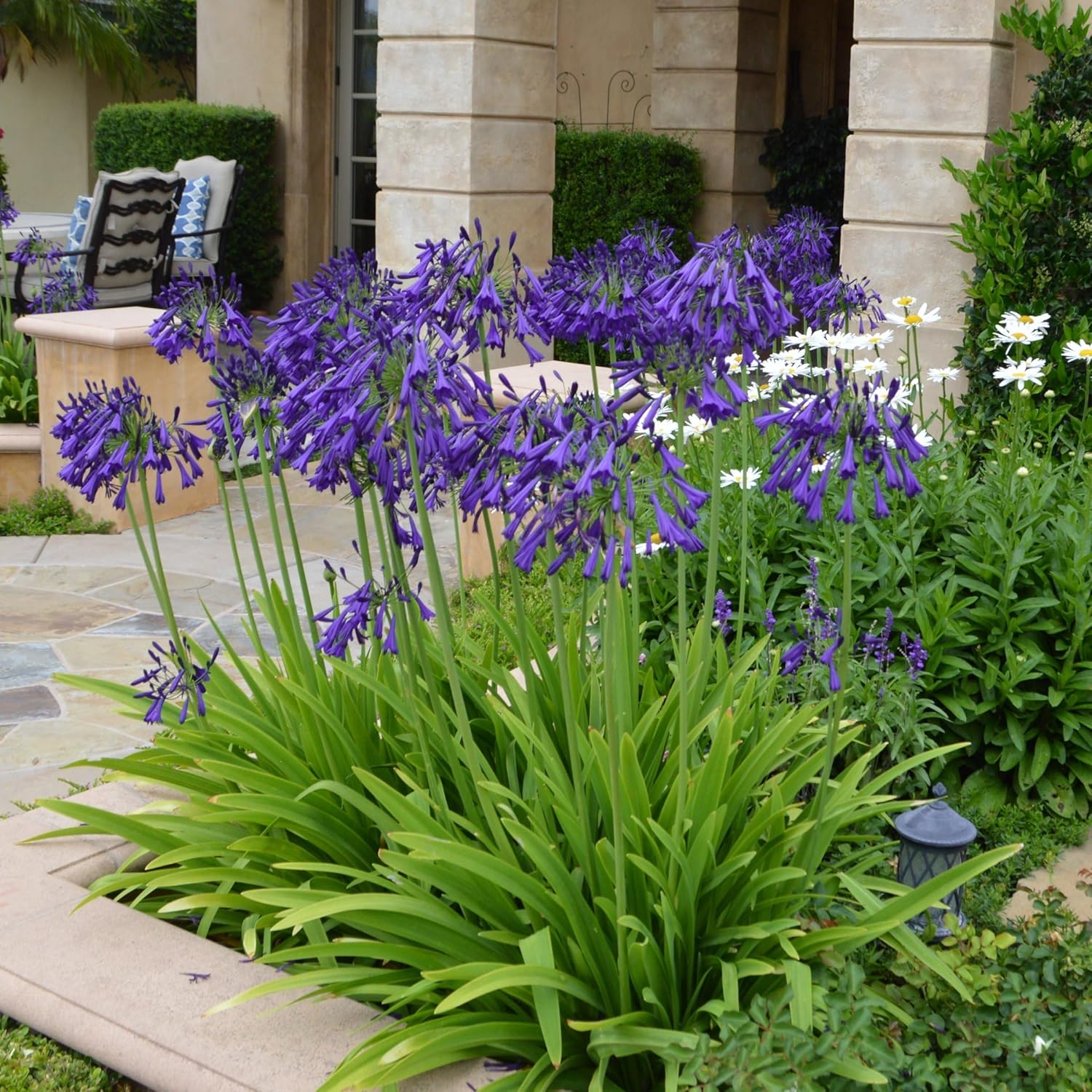 1 gal. Agapanthus Plant with Purple Flowers L98660