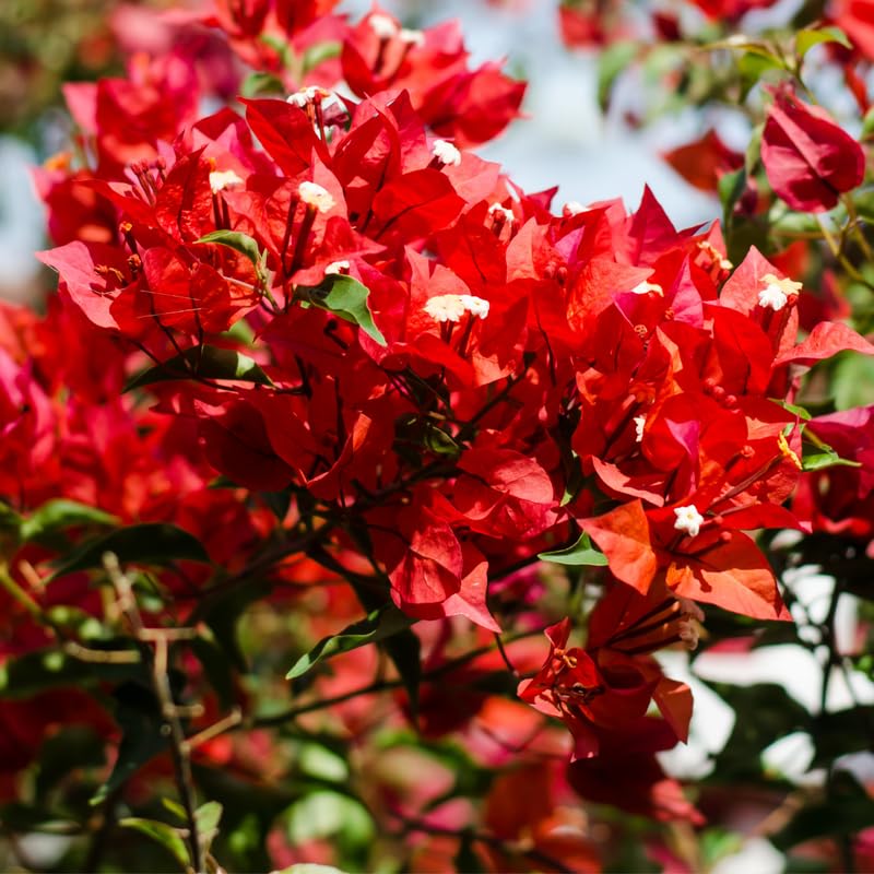 Pink Bougainvillea Starter Plants B522699