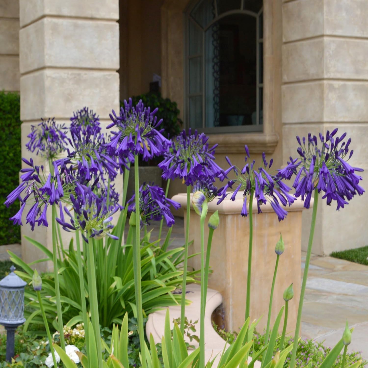 1 gal. Agapanthus Plant with Purple Flowers L98660