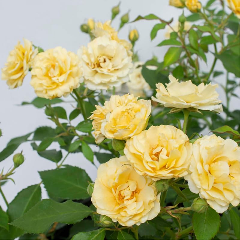 Yellow Climbing Rose Bush Plant Live, Starter Size, 4 to 10 Inc Tall P2779