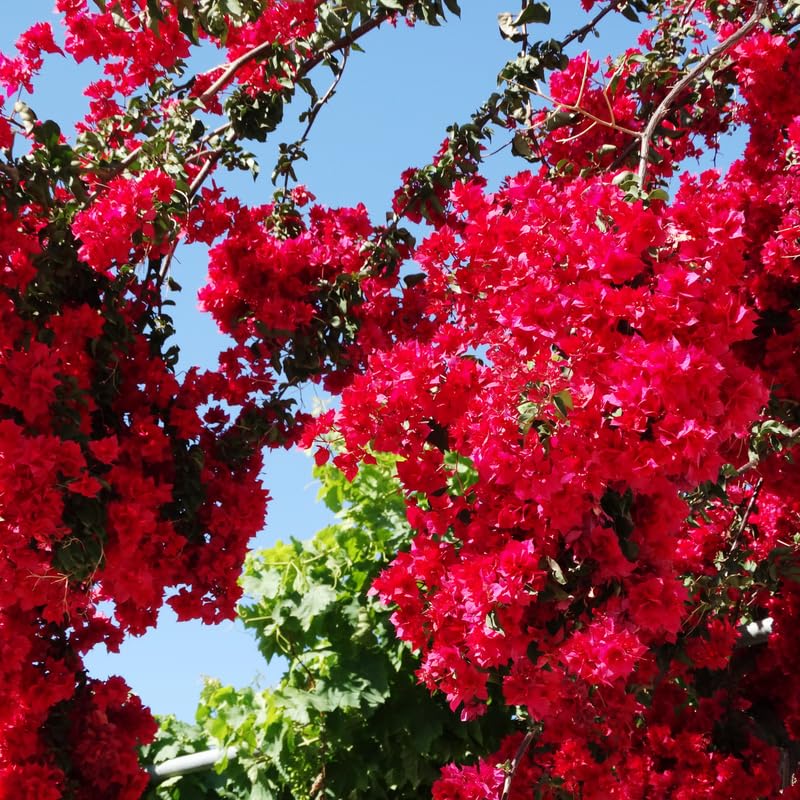 Pink Bougainvillea Starter Plants B522699