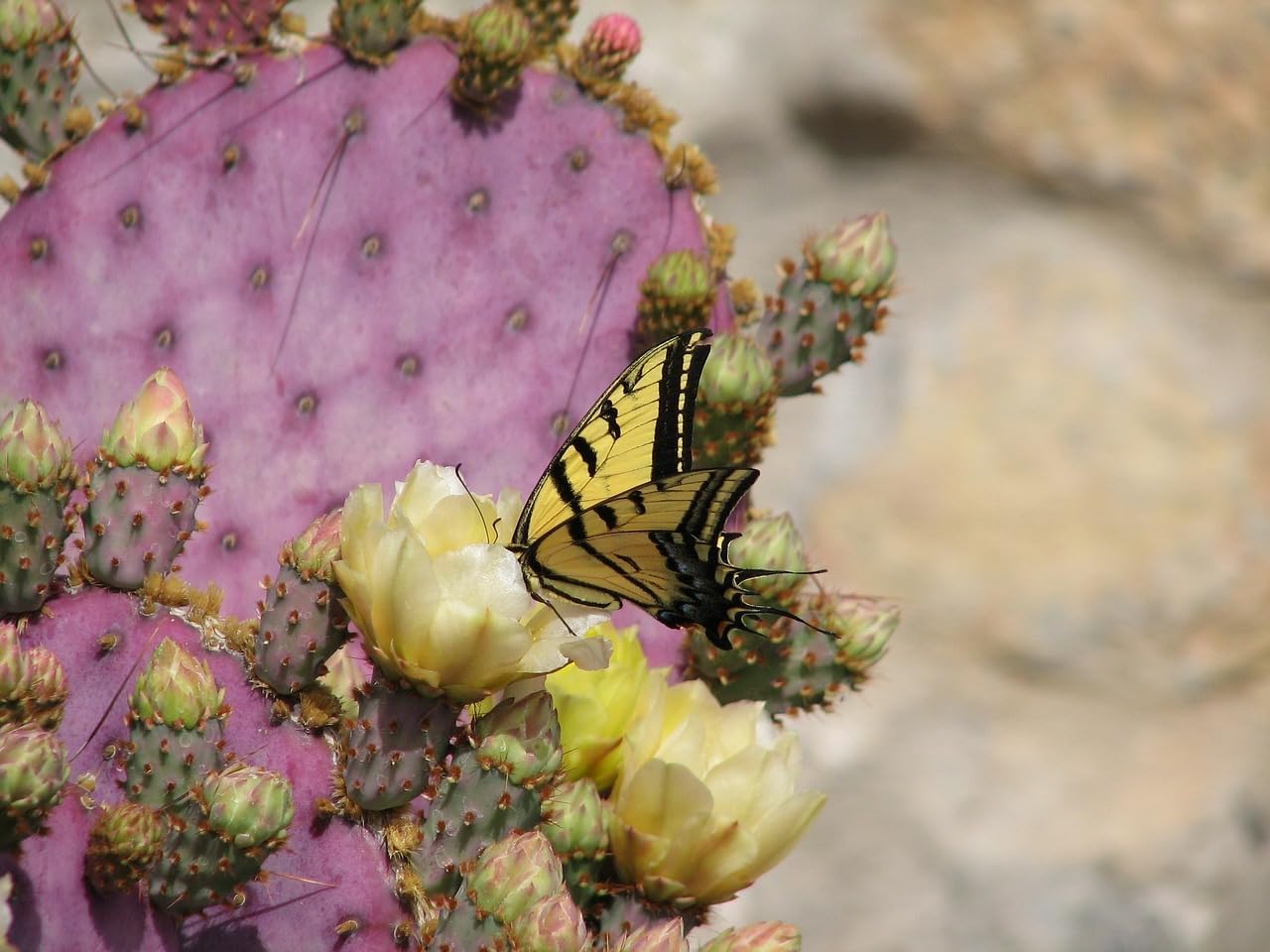 Purple Prickly Pear Cactus 1 Pad Live Plant P5901
