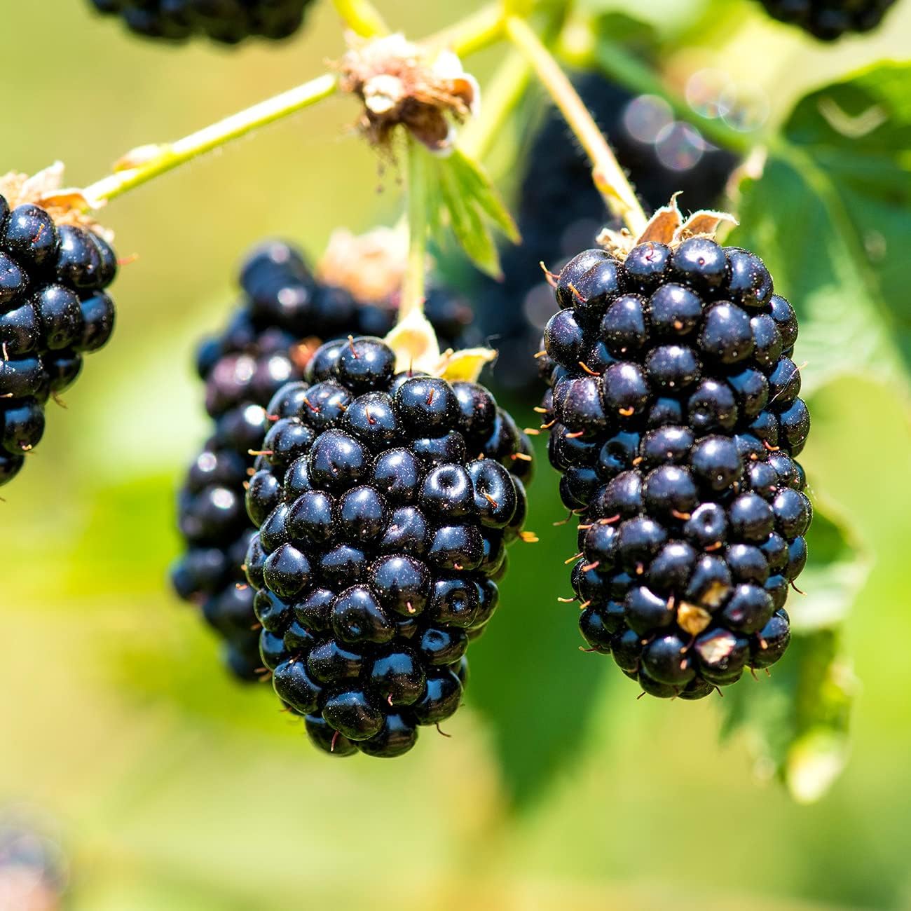 Black Satin BlackBerry Bush 1 Gallon Live Fruit Tree D898672