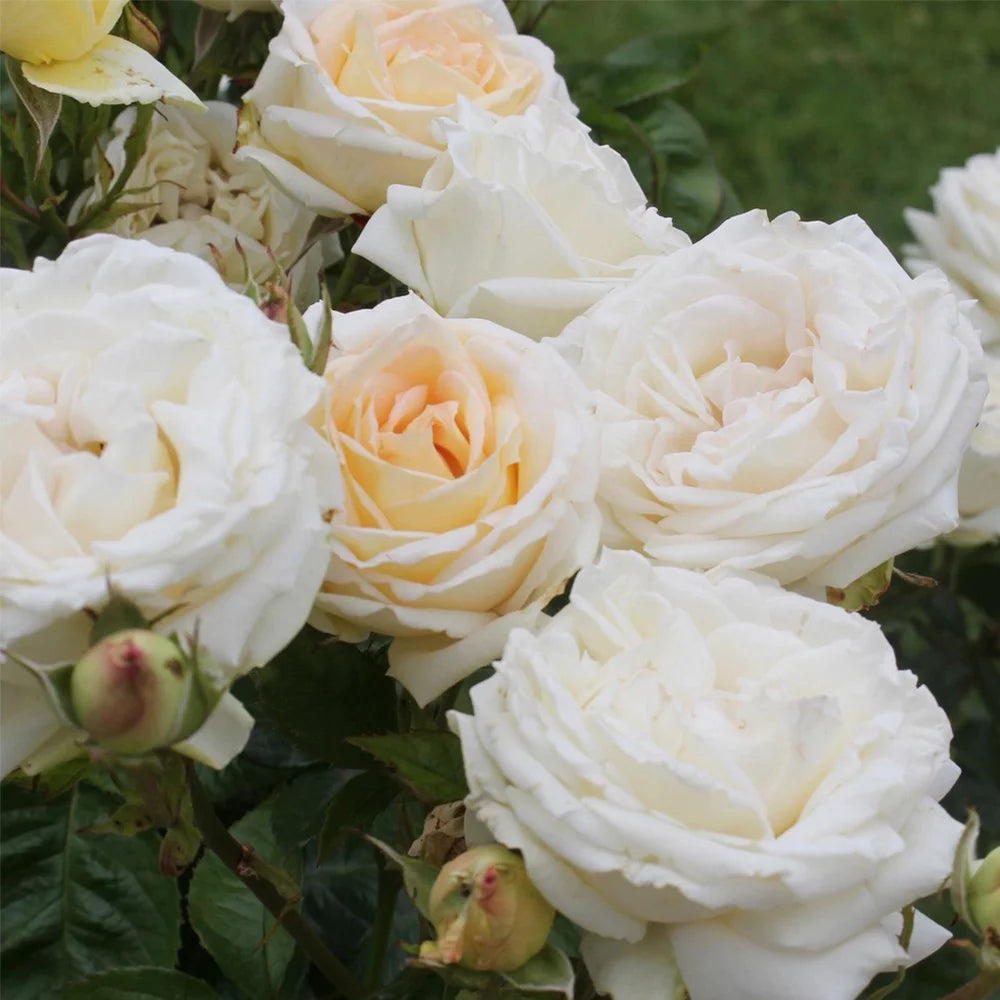 Parfuma Grandiflora Live Rose Plant M650