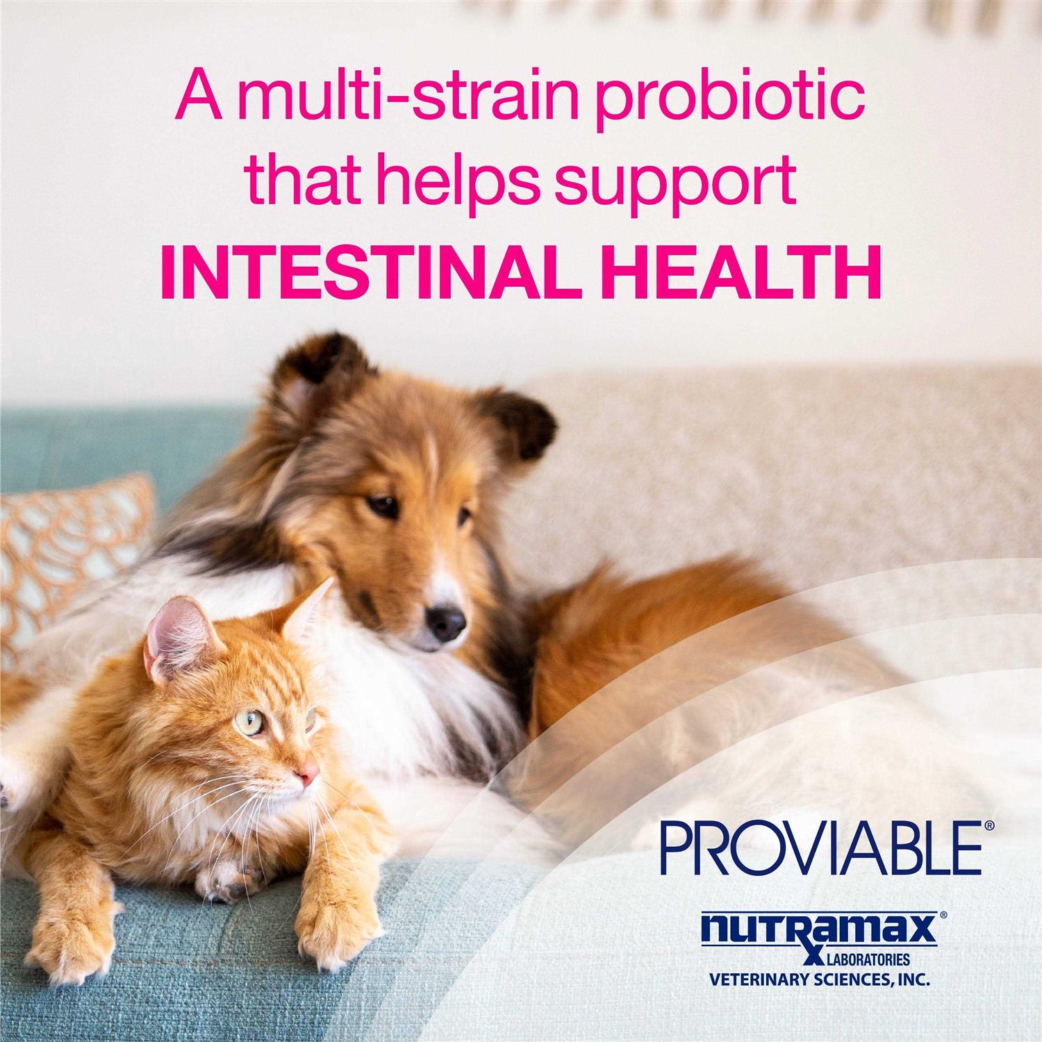 Proviable Health Supplement Kit Dogs D741