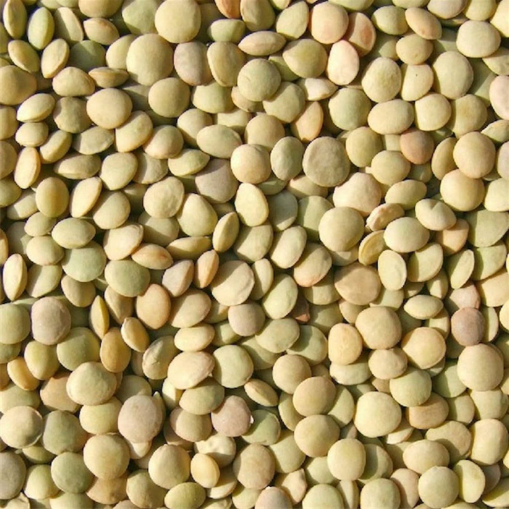 Bulk Green Lentils 25 lbs Q205