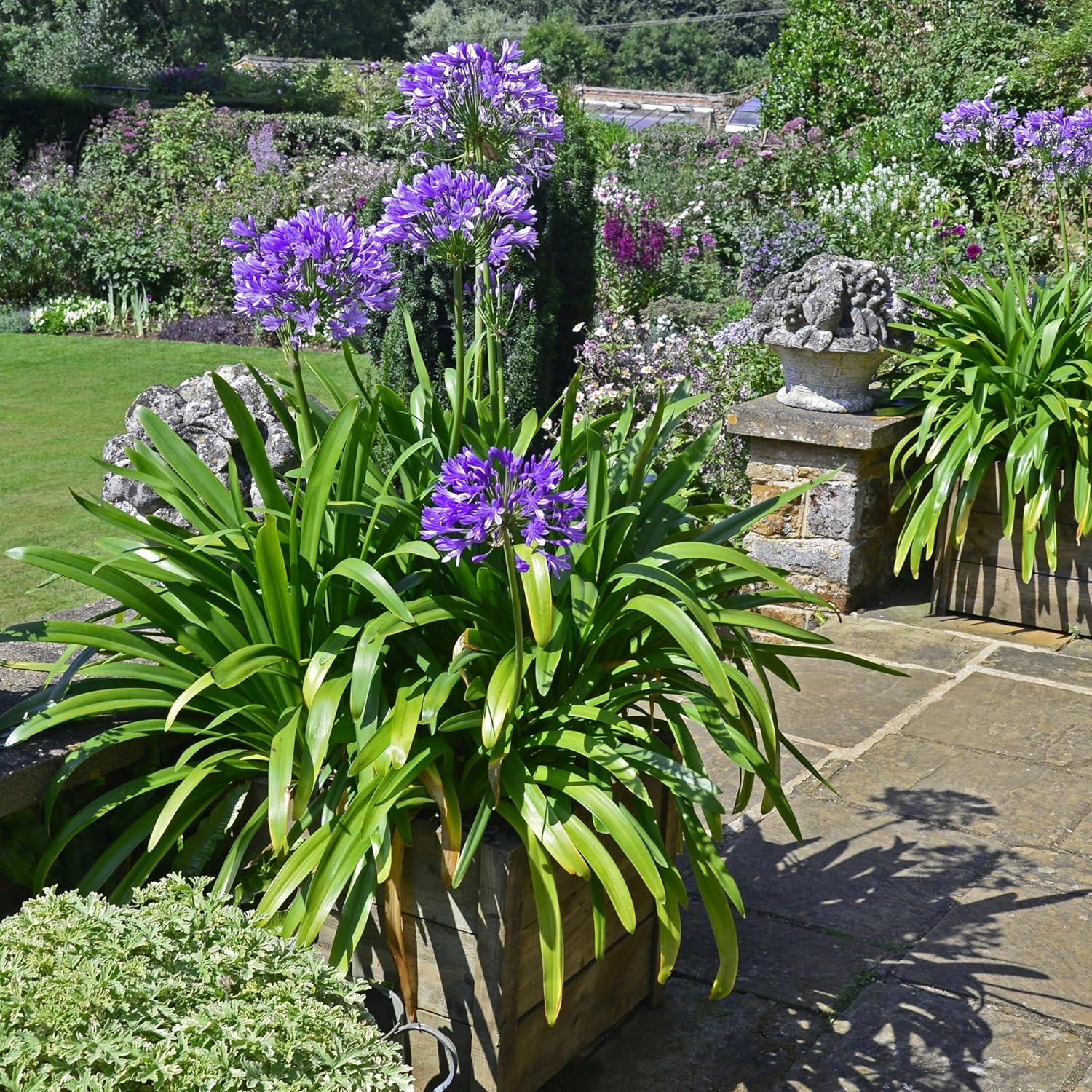 1 gal. Agapanthus Plant with Purple Flowers L98660