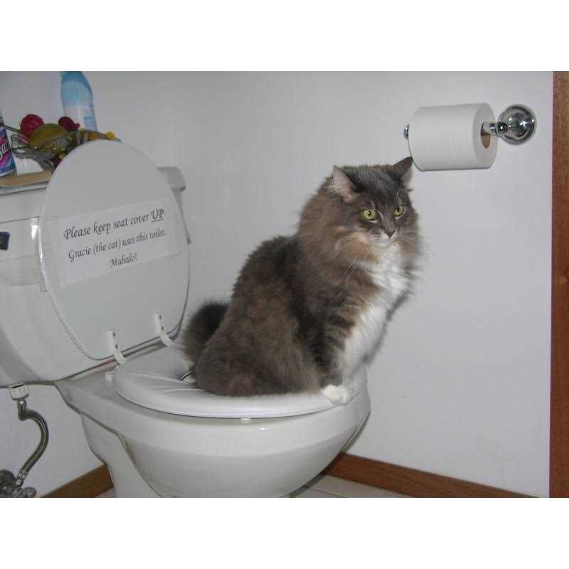 Cat Toilet Training Kit O64966