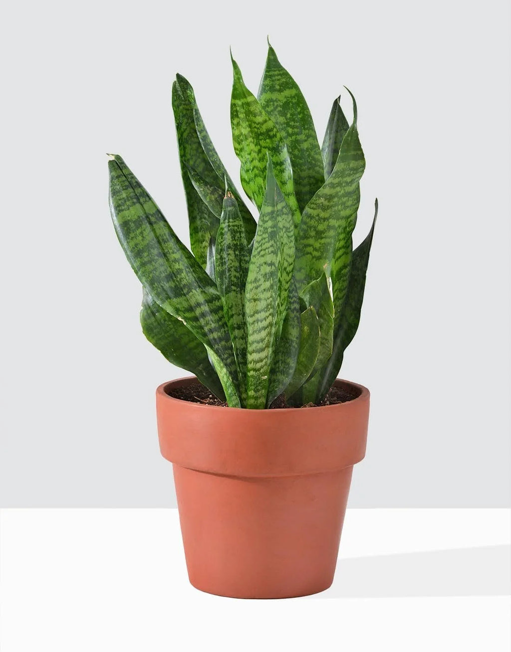 Snake Plant in 4 Inch Pot D7559