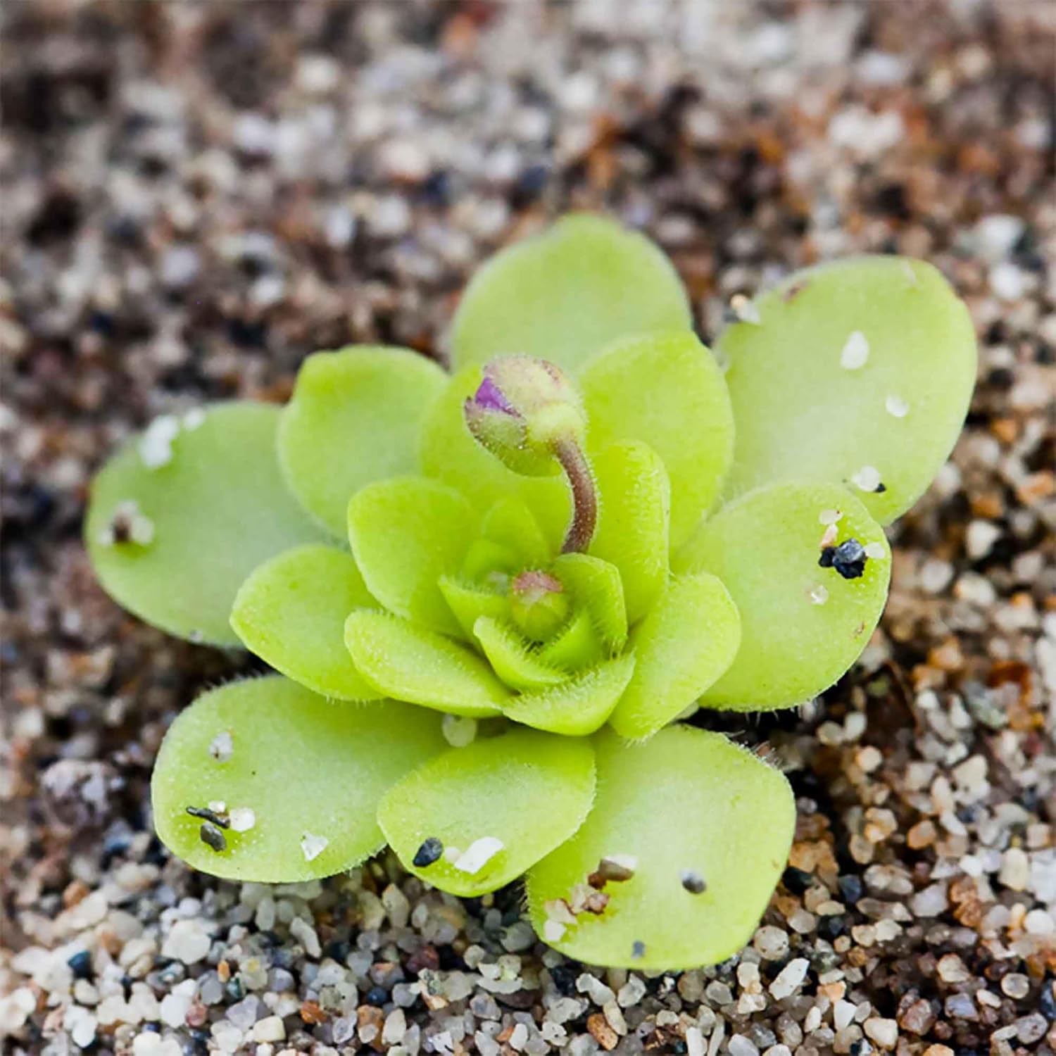 25 Pcs Mexican Butterwort Carnivorous Plant Seeds G58218