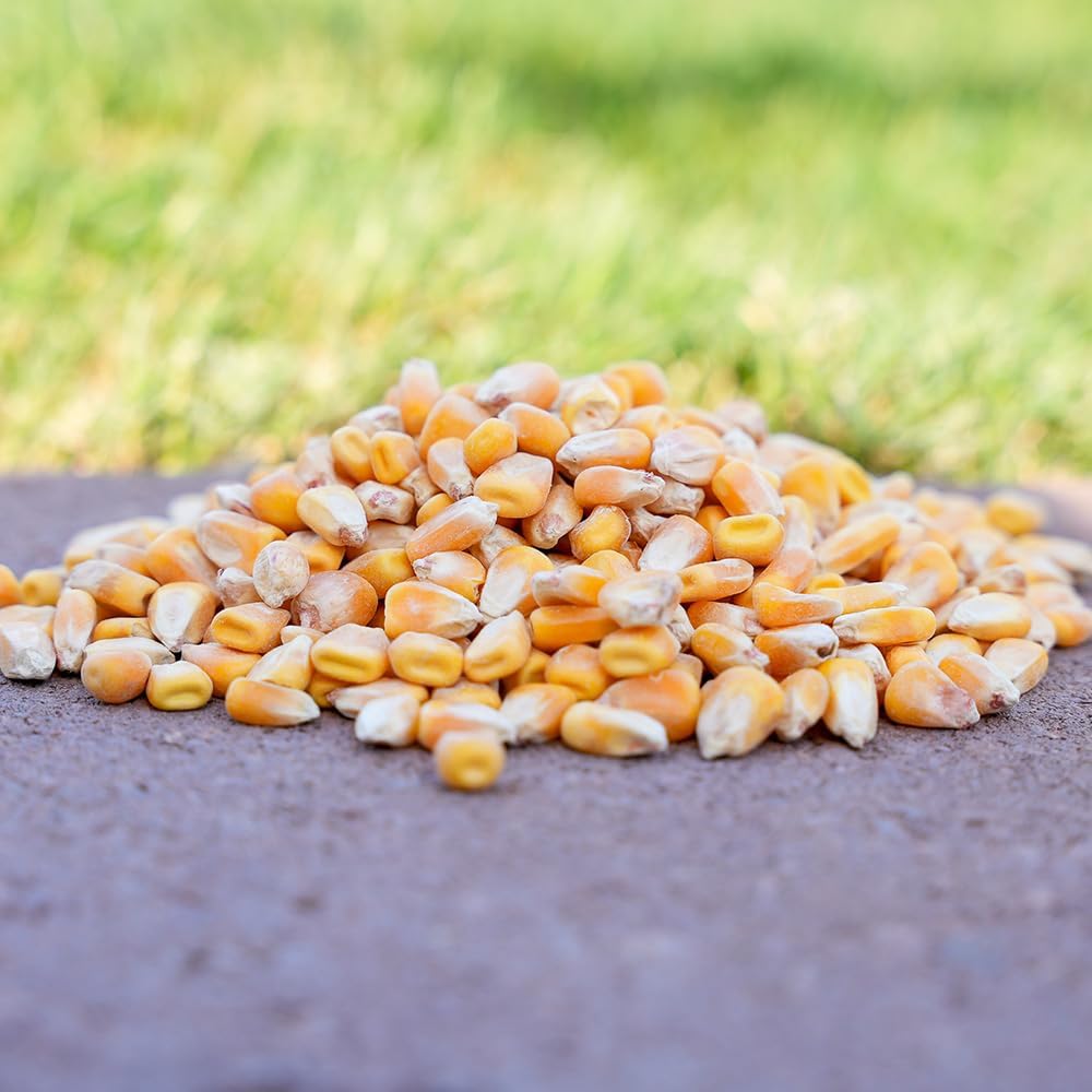 3-Pounds Whole Corn Wildlife Food E92898