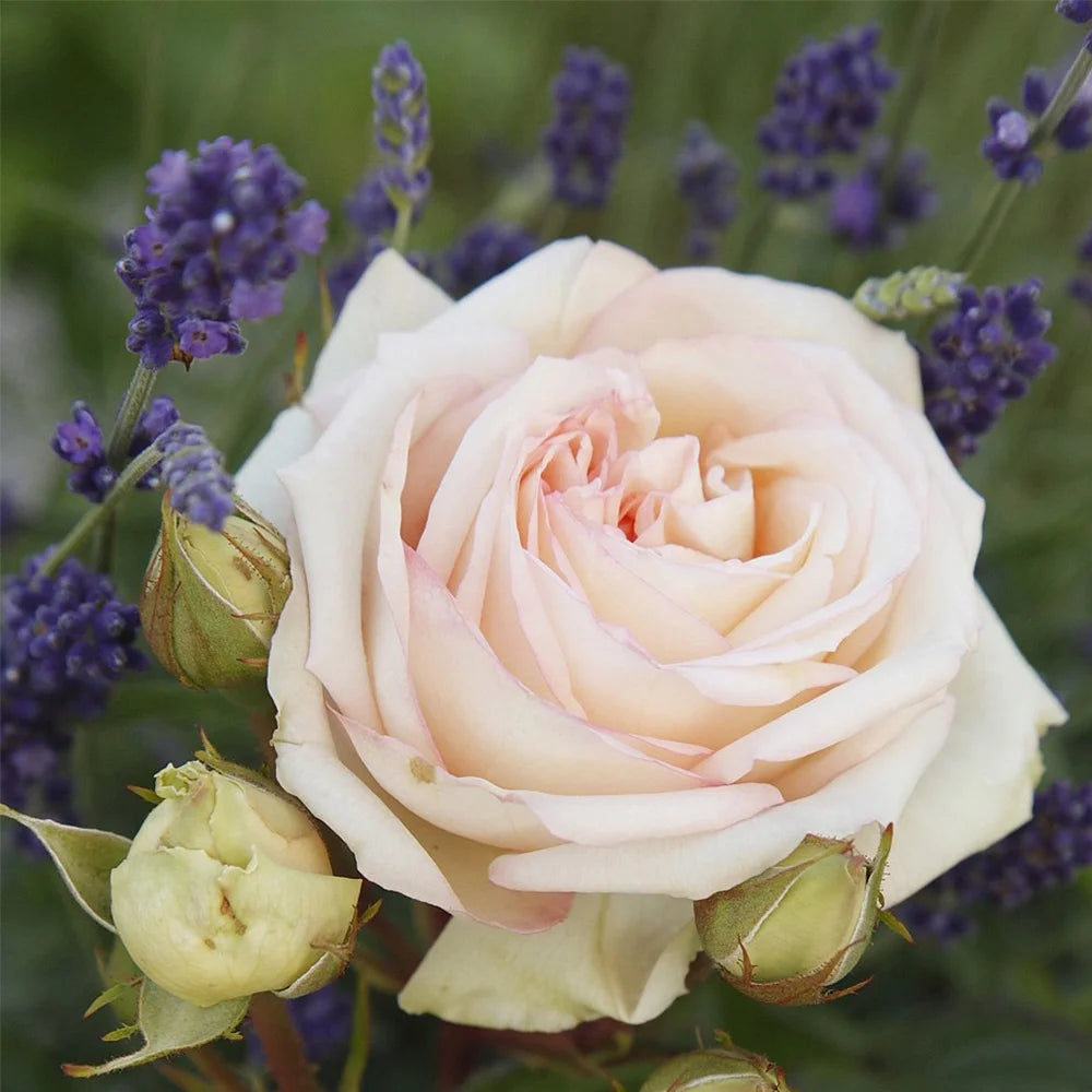 Parfuma Grandiflora Live Rose Plant M650