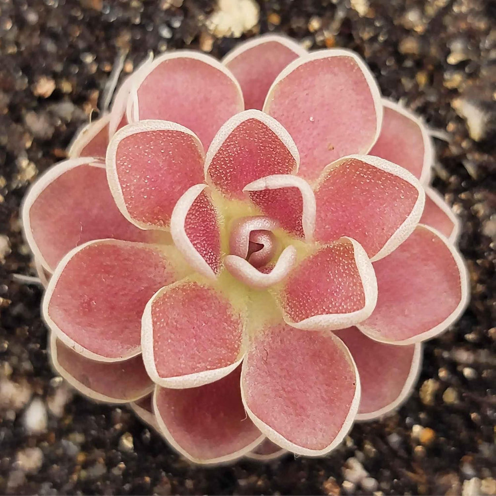 25 Pcs Mexican Butterwort Carnivorous Plant Seeds G58218