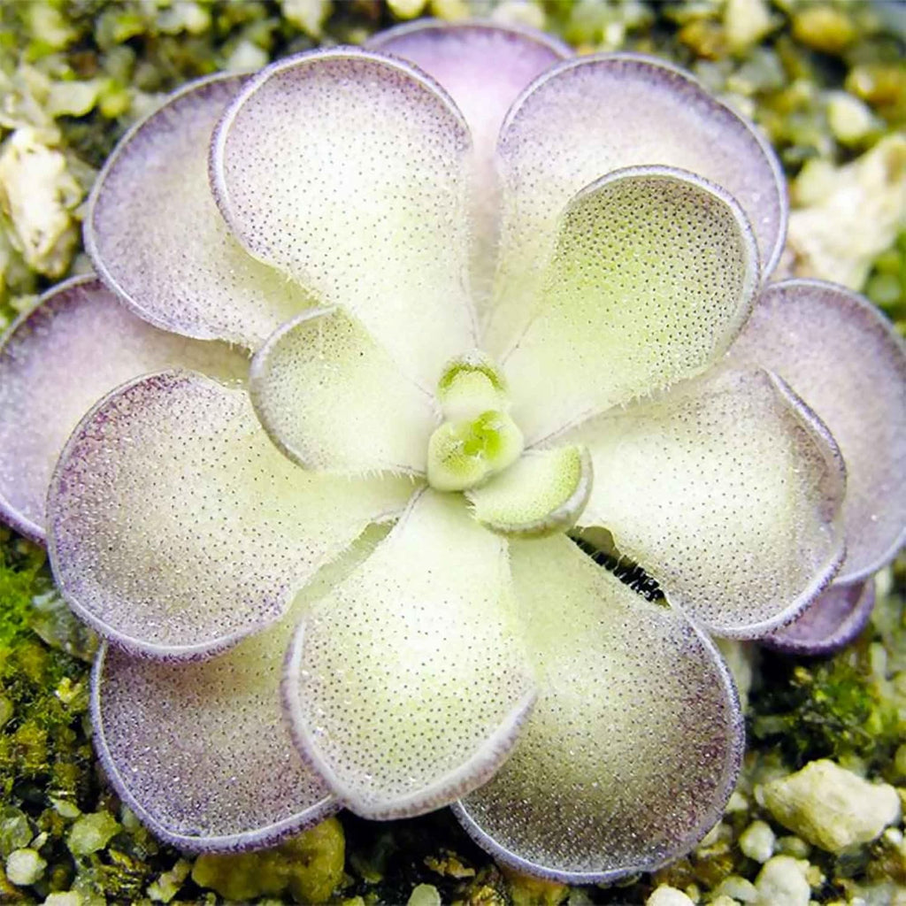 25 Pcs Mexican Butterwort Carnivorous Plant Seeds G58218