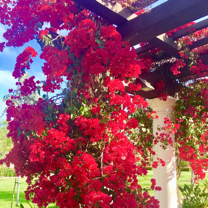Pink Bougainvillea Starter Plants B522699