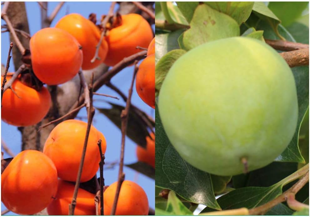 Persimmon Tree Diospyros Hachiya Fruit Seeds R55766