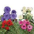 Italian Anemone Mix Plant Bulbs (10 Pack) B8715