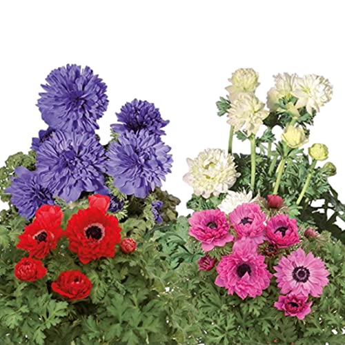 Italian Anemone Mix Plant Bulbs (10 Pack) B8715