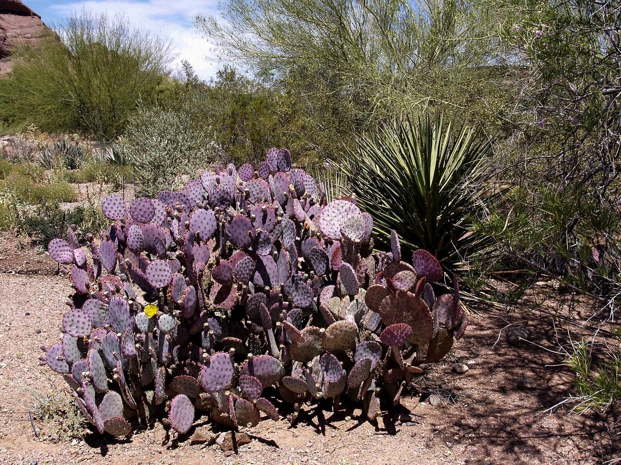 Purple Prickly Pear Cactus 1 Pad Live Plant P5901